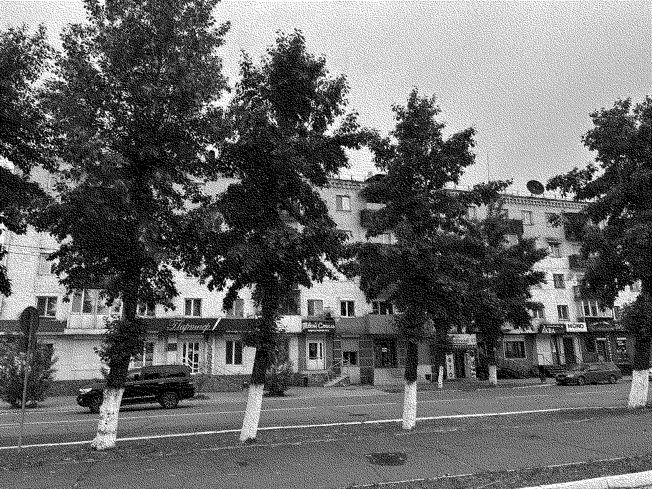 Poplars in Kyzyl on Lenina street