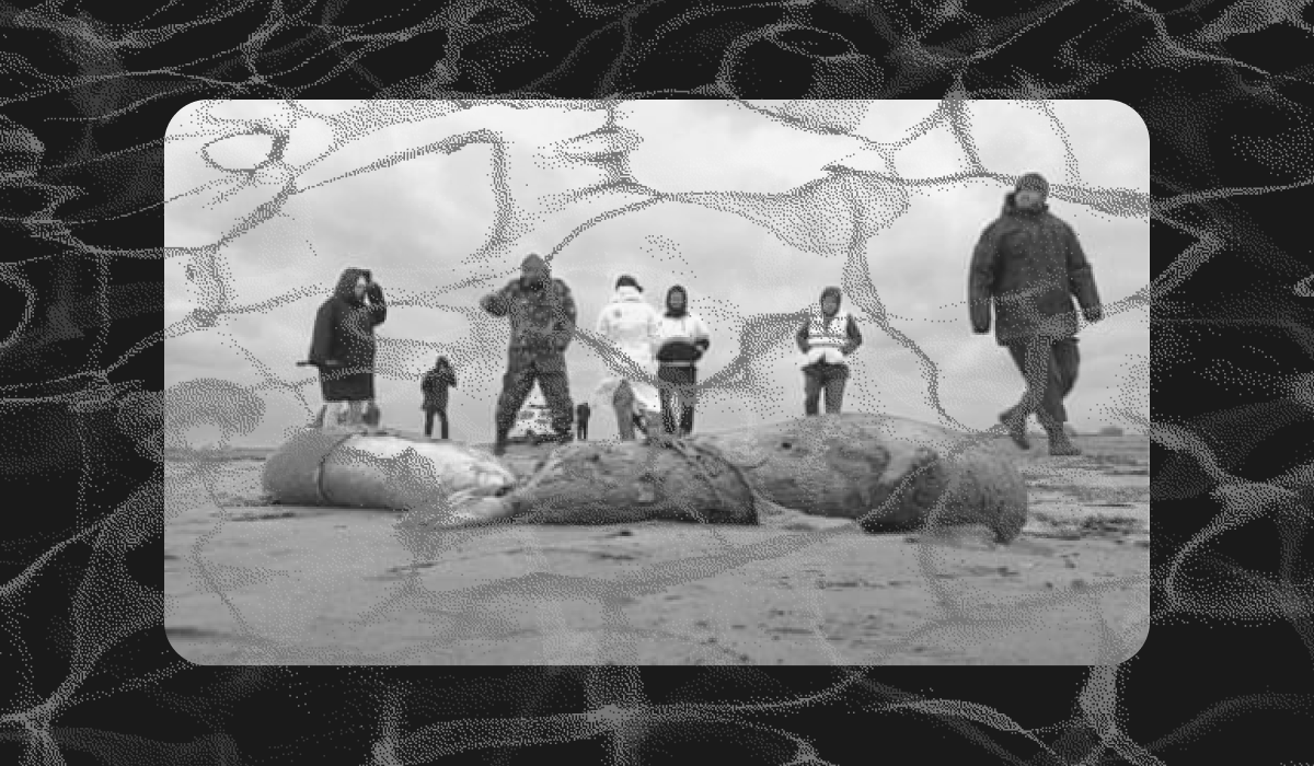 Source: The Guardian, 2,500 Caspian seals found dead along Russian coastline, accessed 15 January 2024, https://www.theguardian.com/world/2022/dec/05/2500-caspian-seals-found-dead-along-russian-coastline